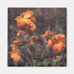 Wildflower: Wallflower Magnet