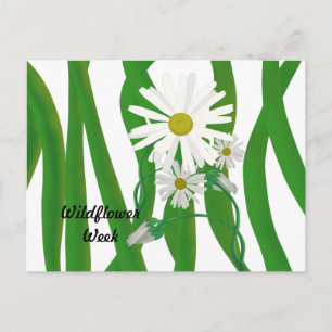 Wildflower Week Daisy Postcard