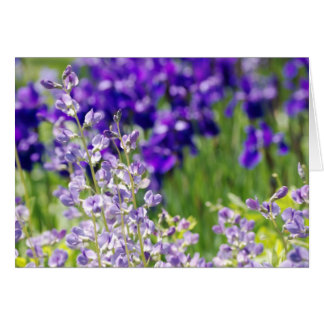 Wildflowers
