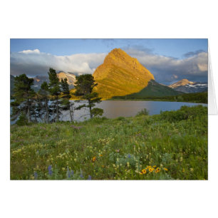 Wildflowers along Swiftcurrent Lake in the Many