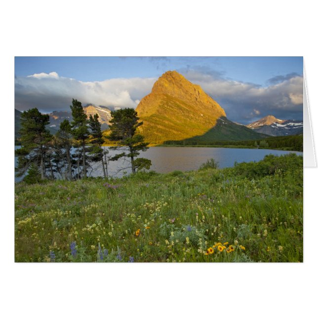 Wildflowers along Swiftcurrent Lake in the Many (Front Horizontal)