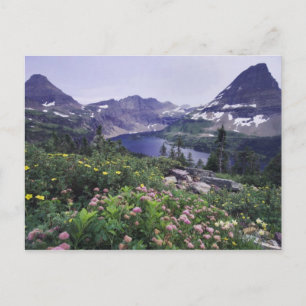 Wildflowers and Hidden Lake, Shrubby Postcard