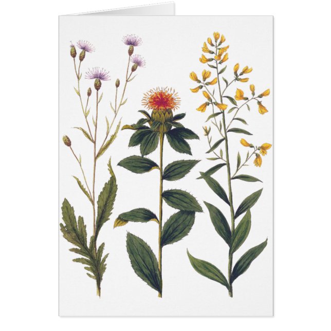 Wildflowers Antique Botanical Illustration Bertuch (Front)