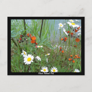 Wildflowers at Glacier Postcard
