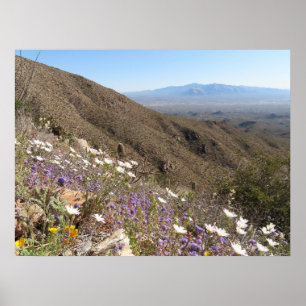 Wildflowers at Saguaro National Park I Poster