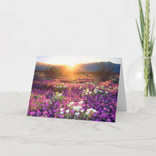 Wildflowers at sunset Anza-Borrego Desert Card