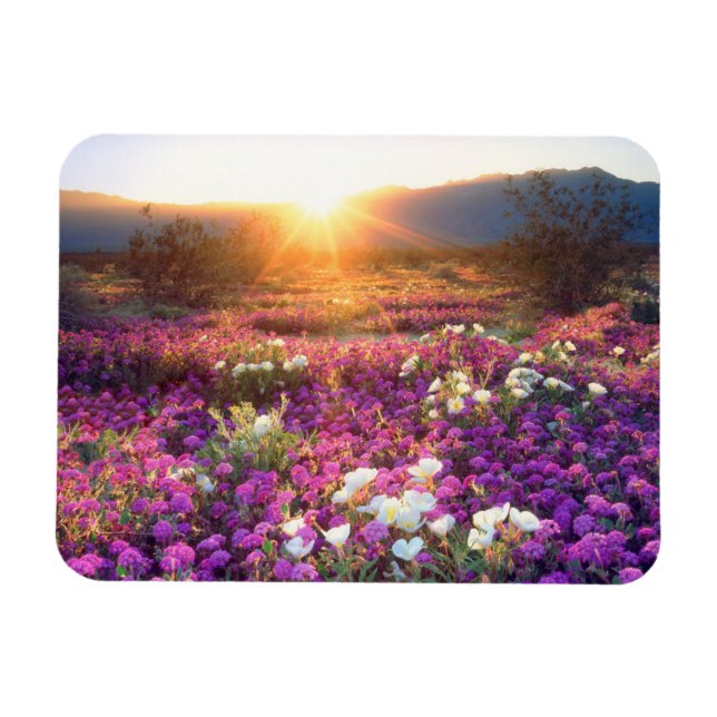 Wildflowers at sunset | Anza-Borrego Desert Magnet (Horizontal)