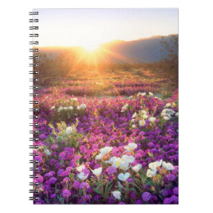 Wildflowers at sunset   Anza-Borrego Desert Notebook