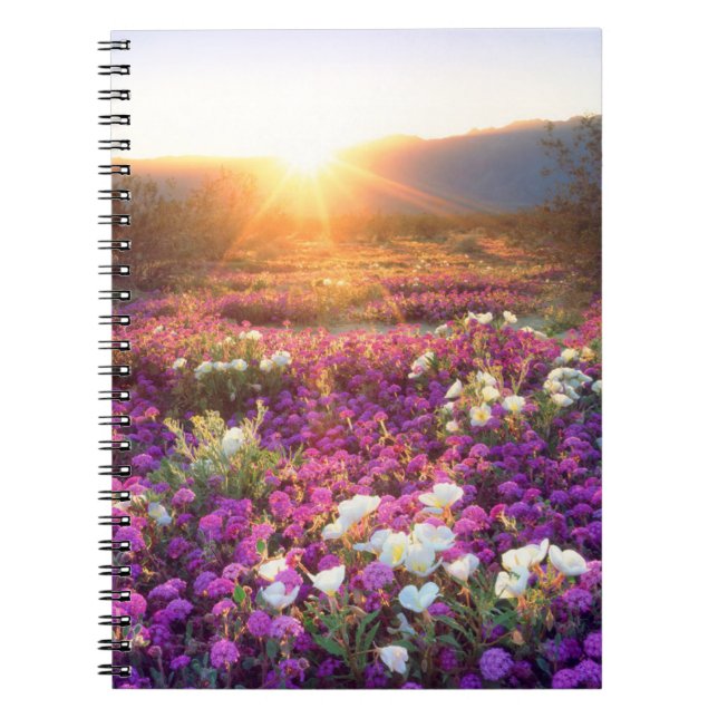 Wildflowers at sunset | Anza-Borrego Desert Notebook (Front)