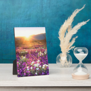 Wildflowers at sunset Anza-Borrego Desert Plaque