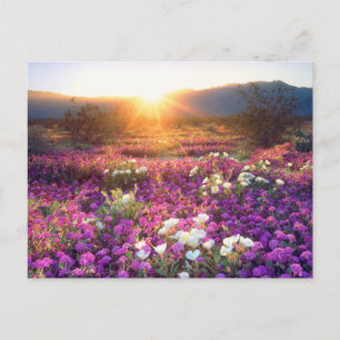 Wildflowers at sunset Anza-Borrego Desert Postcard