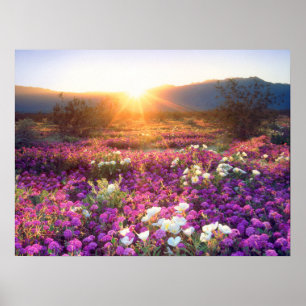 Wildflowers at sunset   Anza-Borrego Desert Poster