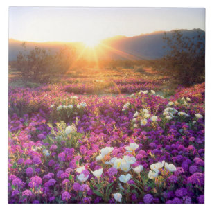 Wildflowers at sunset   Anza-Borrego Desert Tile