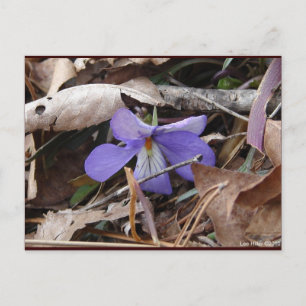 WildFlowers Birds-Foot Violet Hot Springs AR Gifts Postcard