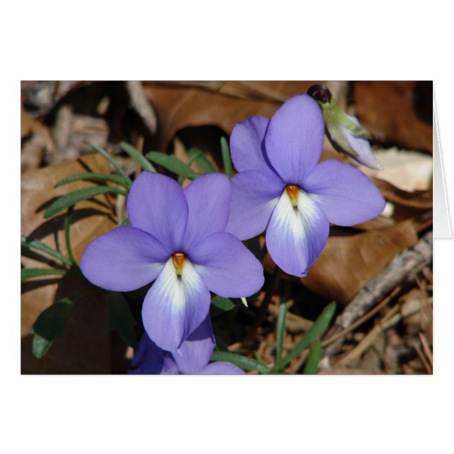 WildFlowers Birds-Foot Violet III Gifts & Apparel (Front Horizontal)
