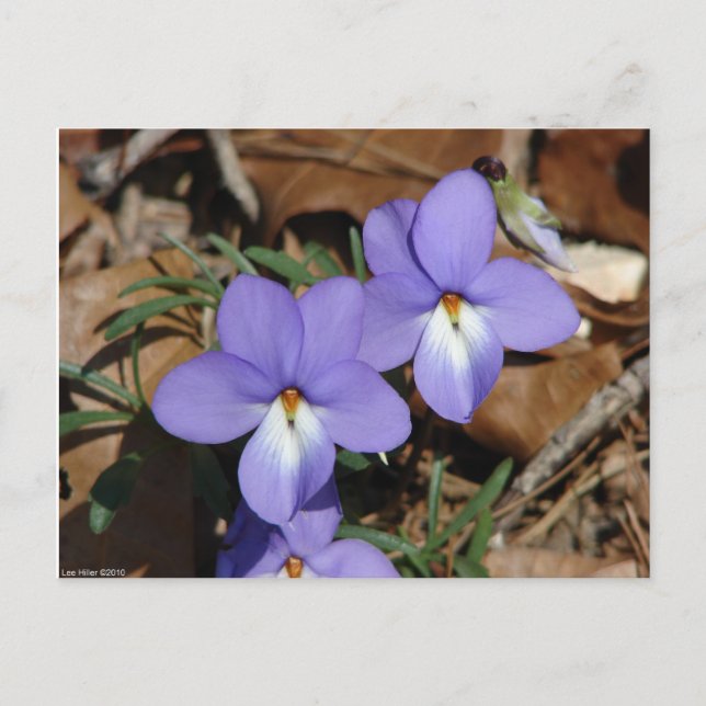 WildFlowers Birds-Foot Violet III Gifts & Apparel Postcard (Front)
