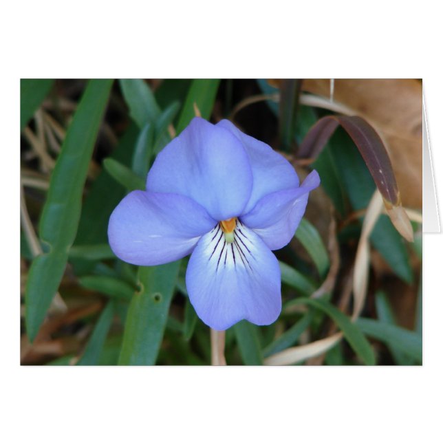 WildFlowers Birds-Foot Violet IV Hot Springs Gifts (Front Horizontal)