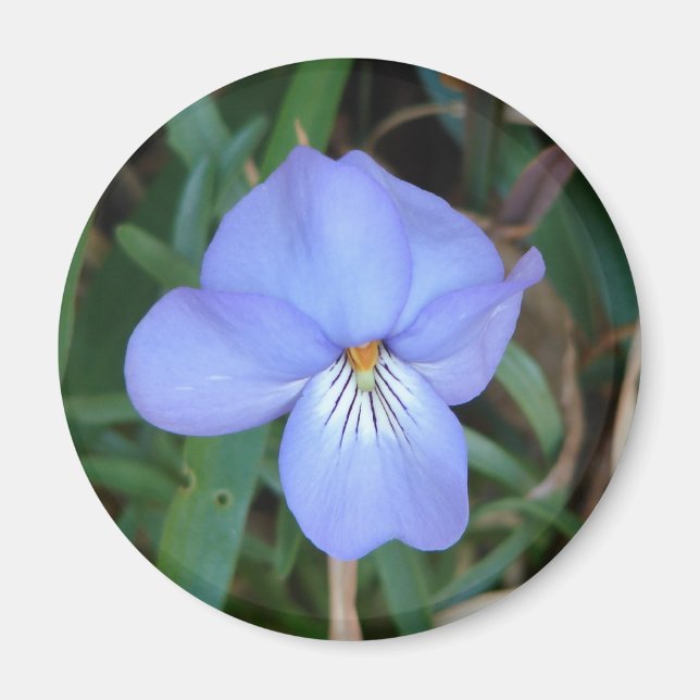 WildFlowers Birds-Foot Violet IV Hot Springs Gifts Magnet (Front)