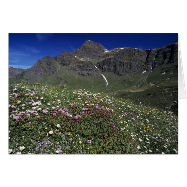 Wildflowers, blooming, Alps, Switzerland (Front Horizontal)