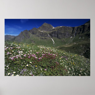 Wildflowers, blooming, Alps, Switzerland Poster