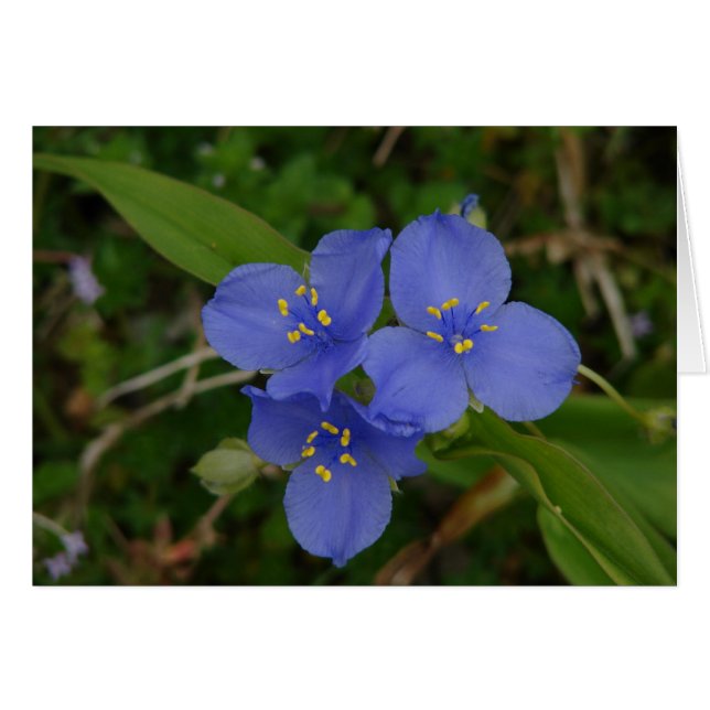 Wildflowers Blue Spiderwort Hot Springs AR Gifts (Front Horizontal)