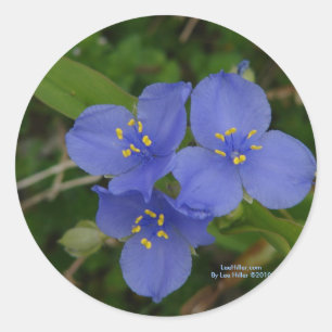 Wildflowers Blue Spiderwort Hot Springs AR Gifts Classic Round Sticker