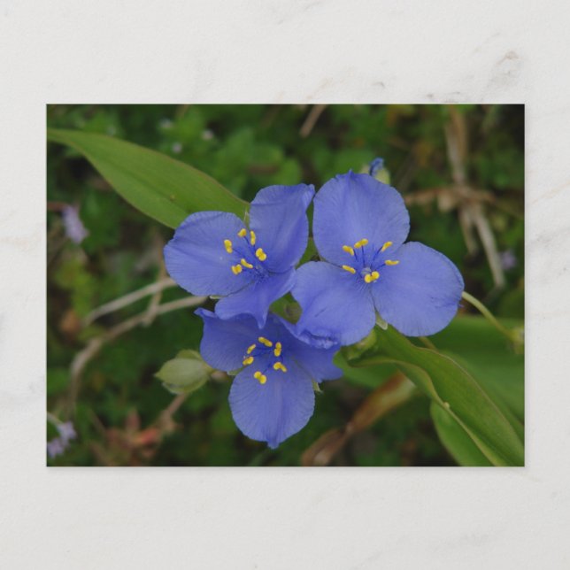 Wildflowers Blue Spiderwort Hot Springs AR Gifts Postcard (Front)