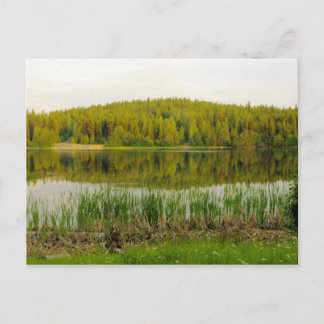 Wildflowers, Bullrushes Marshall Lake Postcard