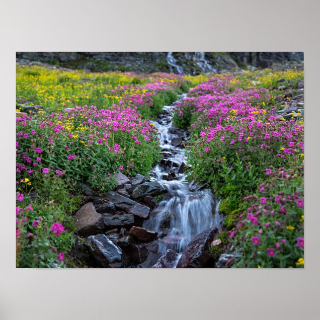 Wildflowers, Clements Mountain, Montana Poster (Front)