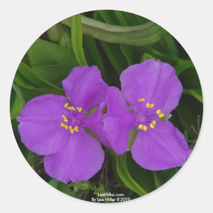 Wildflowers Fuchsia Spiderwort Hot Springs Gifts Classic Round Sticker
