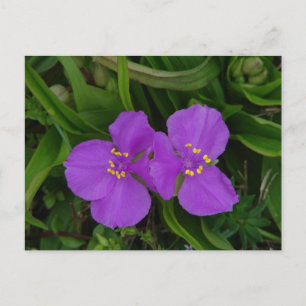 Wildflowers Fuchsia Spiderwort Hot Springs Gifts Postcard