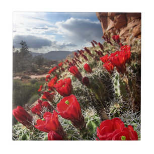Wildflowers - Grand Canyon - Arizona Tile