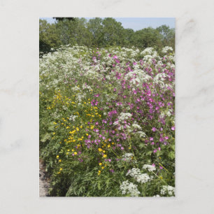 Wildflowers in a Hedgerow Herefordshire England Postcard