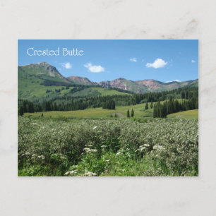 Wildflowers in Crested Butte Postcard