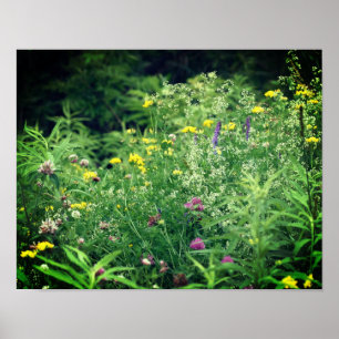 Wildflowers In Field 2 Flower Poster