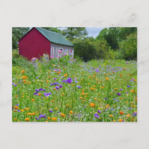 Wildflowers in the Country Holiday Postcard