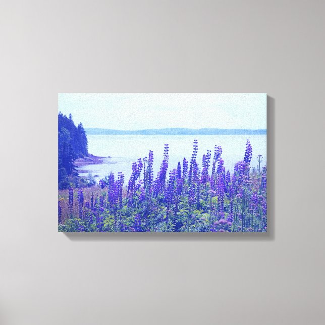 Wildflowers Maine Lupine Flowers Canvas Print (Front)