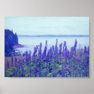 Wildflowers Maine Lupine Flowers Poster
