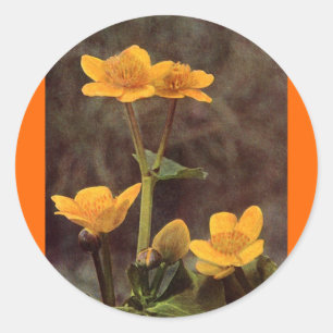 Wildflowers: Marsh Marigold Classic Round Sticker