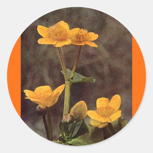 Wildflowers: Marsh Marigold Classic Round Sticker (Front)