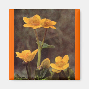 Wildflowers: Marsh Marigold Magnet