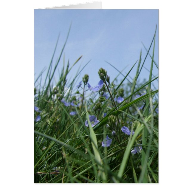 Wildflowers Meadow Card (Front)