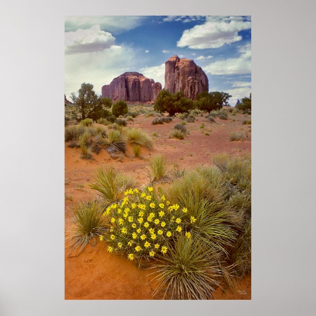 Wildflowers - Monument Valley - Arizona Poster (Front)
