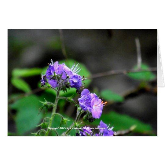 Wildflowers of Chilhowee Mountain, Tennessee Card