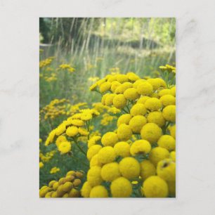 Wildflowers of Montana Postcard