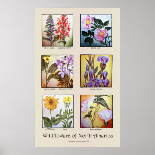 Wildflowers of North America [A] Poster