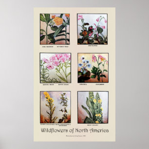 Wildflowers of North America [C] Poster