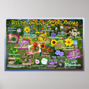 Wildflowers of Oklahoma Poster 19v2