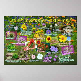 Wildflowers of Oklahoma poster 19v60
