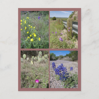 Wildflowers of Texas Postcard